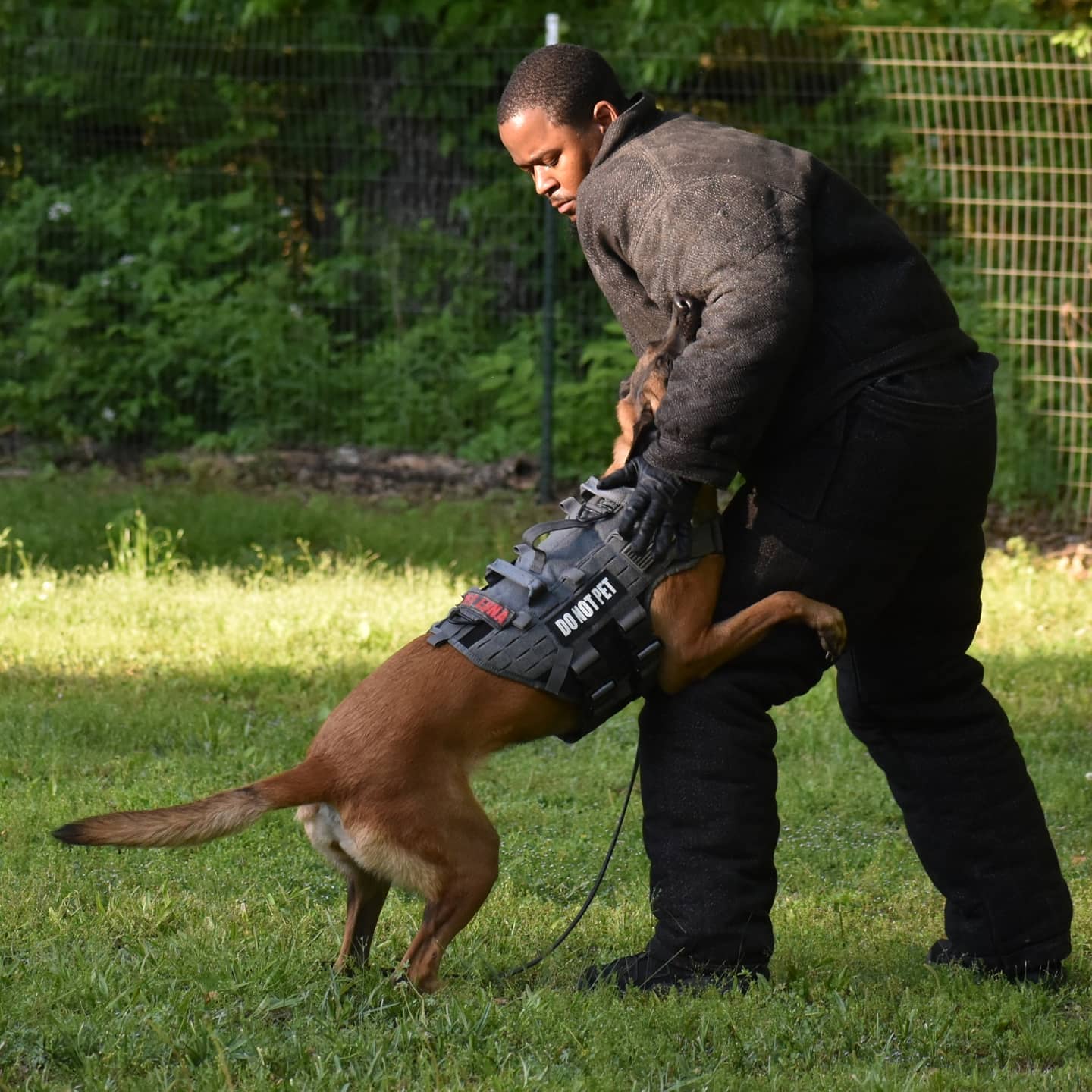 Behavior Modification Empire State K9 Training Aggressive Dog Training Off  Leash K9 Training Of Seattle