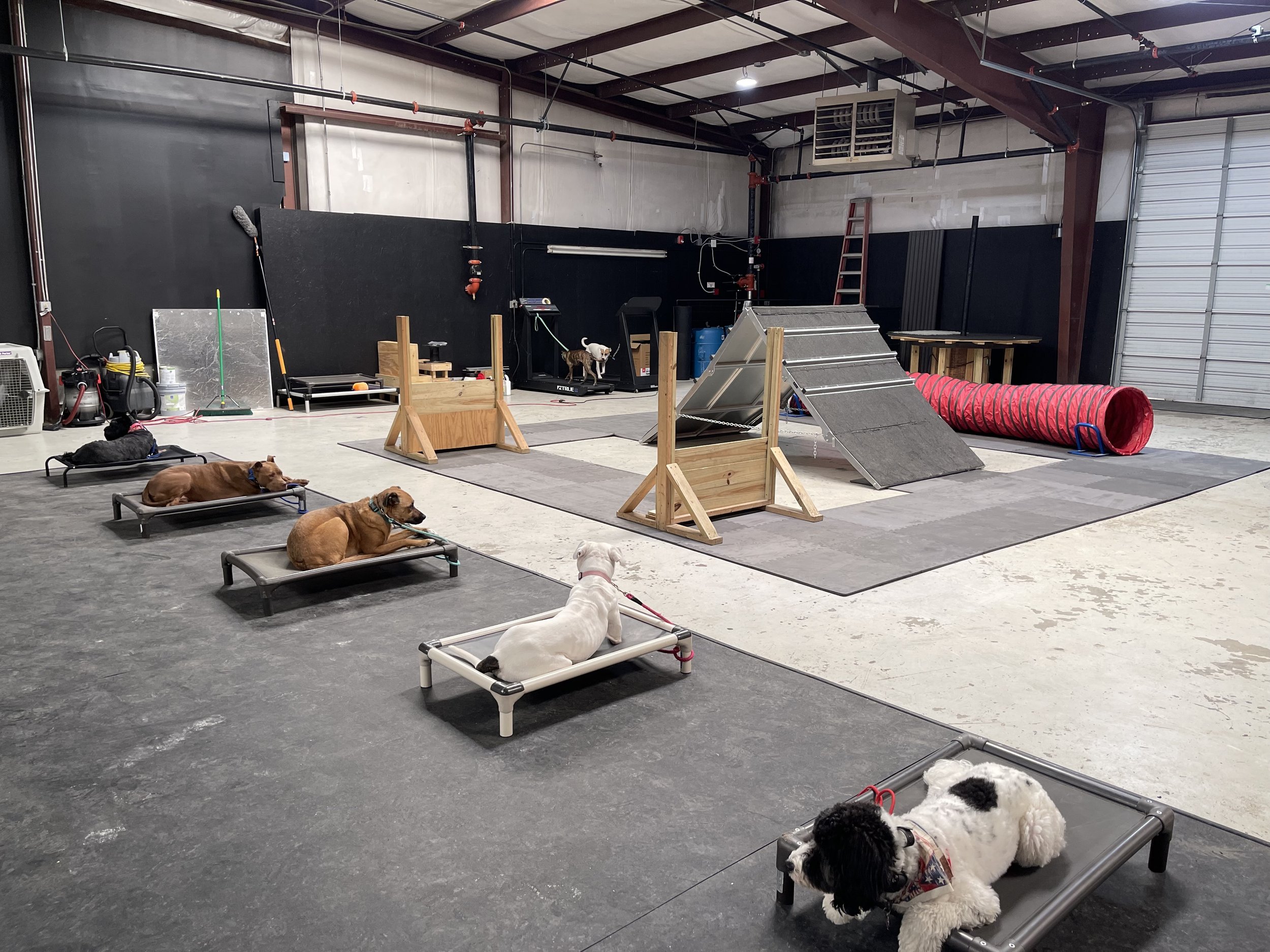 Behavioral Dog Training in Collierville, TN